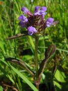 Prunella vulgaris. Espigas de heno. MTC